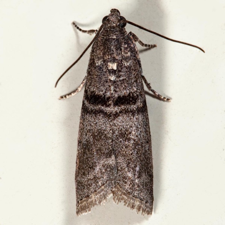 5766 (Immyrla nigrovittella)