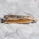 2981 (Eucosma perangustana)