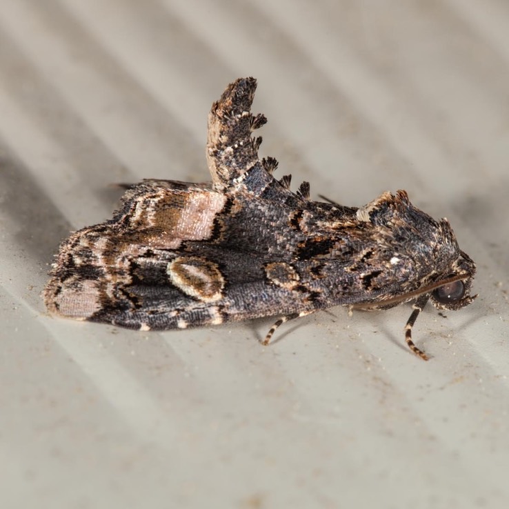 9057 Black Wedge-spot Moth (Homophoberia apicosa) 