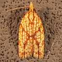 3695 Sparganothis Fruitworm Moth  (Sparganothis sulfureana)