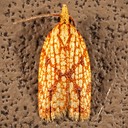 3695 Sparganothis Fruitworm Moth  (Sparganothis sulfureana)