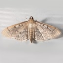 5280 Herpetogramma aeglealis