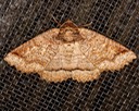 8716  One-lined Zale (Zale unilineata)