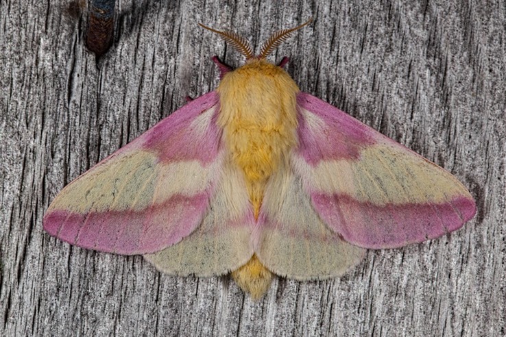 7715 Rosy Maple Moth (Dryocampa rubicunda)