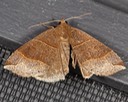 8727 Maple Looper Moth (Parallelia bistriaris)