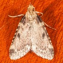 5511 (Aglossa costiferalis)