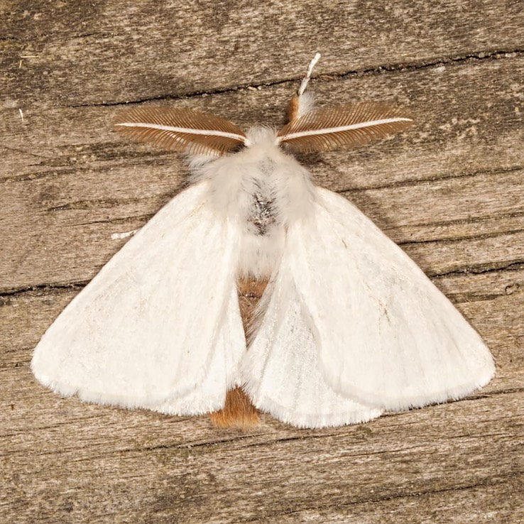 8320 Browntail Moth (Euproctis chrysorrhoea) male