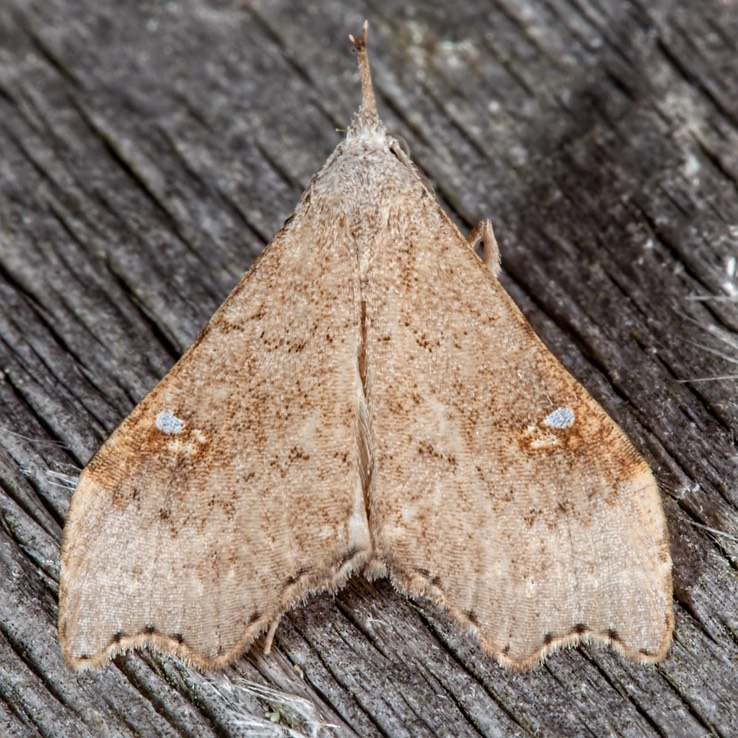 8401 White-spotted Redectis (Redectis vitrea)