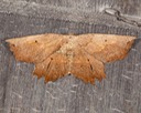 6728 Effective Euchlaena Moth (Euchlaena effecta)
