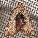 8874 Little Underwing (Catocala minuta)