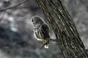 Barred Owl