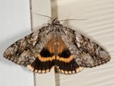 8802 Yellow-banded Underwing (Catocala cerogama) 