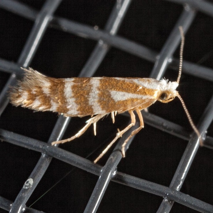 2440 (Argyresthia aureoargentella)