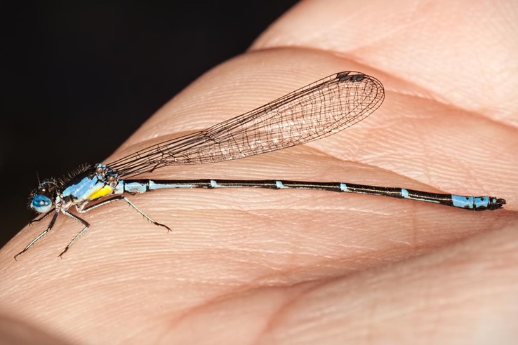 Aurora Damsel (Chromagrion conditum) - Male