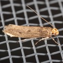 0405 Casemaking Clothes Moth (Tinea pellionella)
