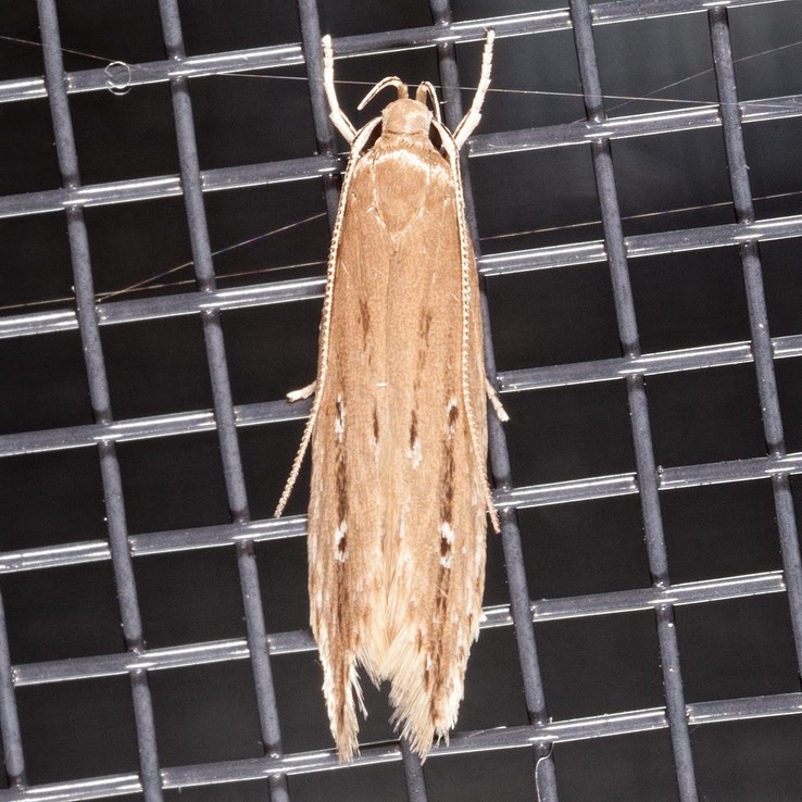 1515 Shy Cosmet (Limnaecia phragmitella)