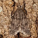 4717 Dark-brown Scoparia Moth (Scoparia penumbralis) 