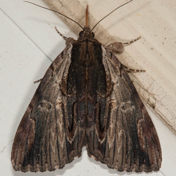 8857 Ultronia Underwing (Catocala ultronia)