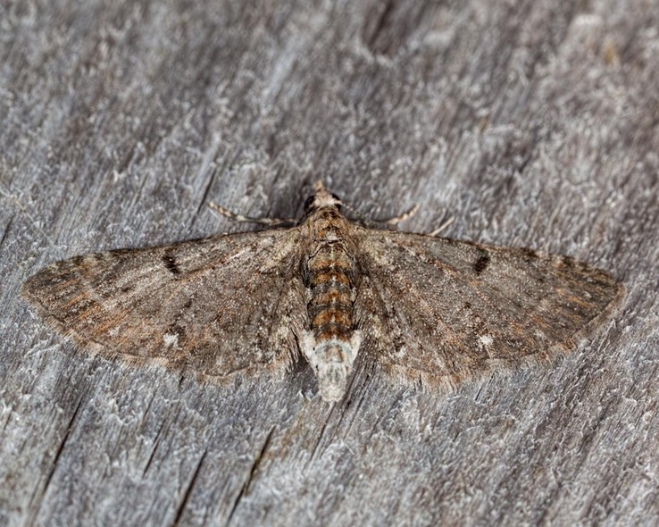 7474 Common Eupithecia (Eupithecia miserulata)