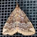 8447 Gray-edged Bomolocha (Hypena madefactalis)