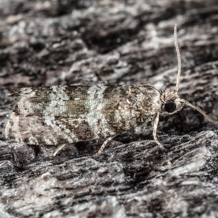 2745 Spruce Needleminer Moth (Taniva albolineana)