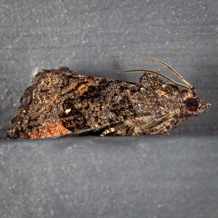 3495 Dotted Ecdytolopha Moth (Gymnandrosoma punctidiscanum)