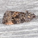3495 Dotted Ecdytolopha Moth (Gymnandrosoma punctidiscanum)