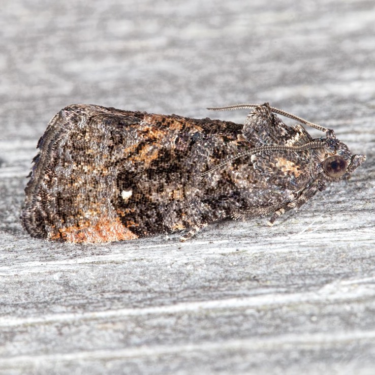 3495 Dotted Ecdytolopha Moth (Gymnandrosoma punctidiscanum)