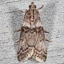 5789 (Sciota subfuscella)