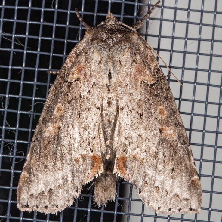 6237 Tufted Thyatirid Moth (Pseudothyatira cymatophoroides)