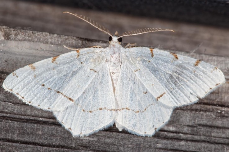 6273 Lesser Maple Spanworm Moth (Macaria pustularia)