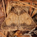 8345 Variable Zanclognatha (Zanclognatha laevigata)