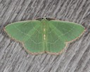 7046 Red-fringed Emerald (Nemoria bistriaria)