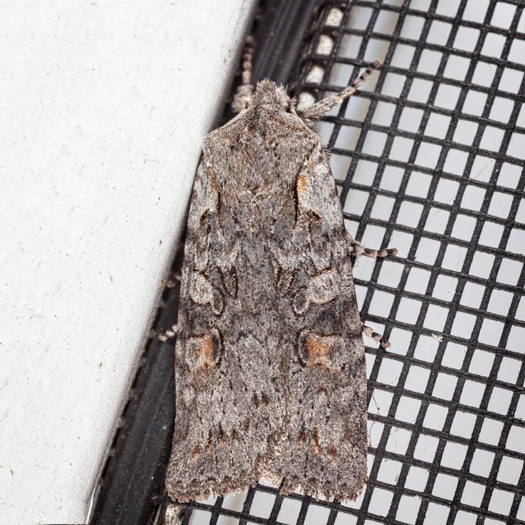 9910 Ashen Pinion Moth (Lithophane antennata)