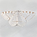 IMG 7339-Edit