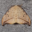6251 Arched Hooktip Mot (Drepana arcuata)