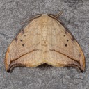 6251 Arched Hooktip Mot (Drepana arcuata)