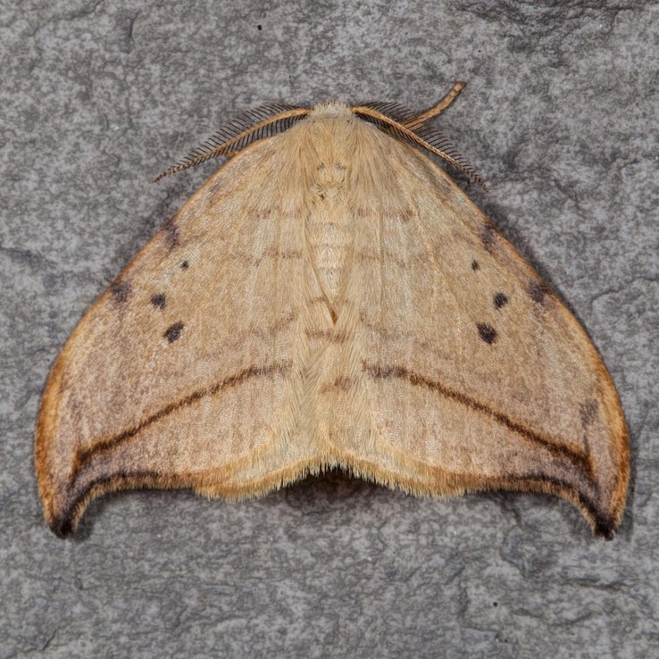 6251 Arched Hooktip Mot (Drepana arcuata)