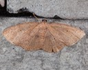 6711 Black-dotted Ruddy Moth (Ilexia intractata)