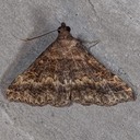 8379 Sociable Renia (Renia factiosalis)