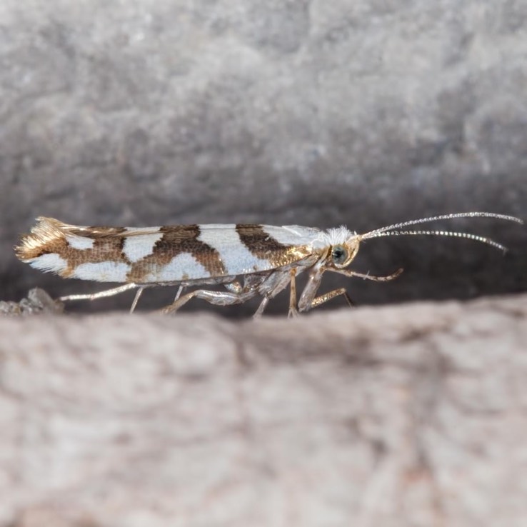 2457 Bronze Alder Moth (Argyresthia goedartella) 