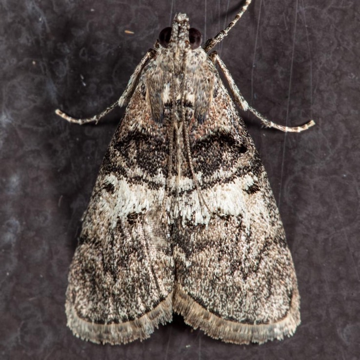 5606 Maple Webworm Moth (Pococera asperatella)