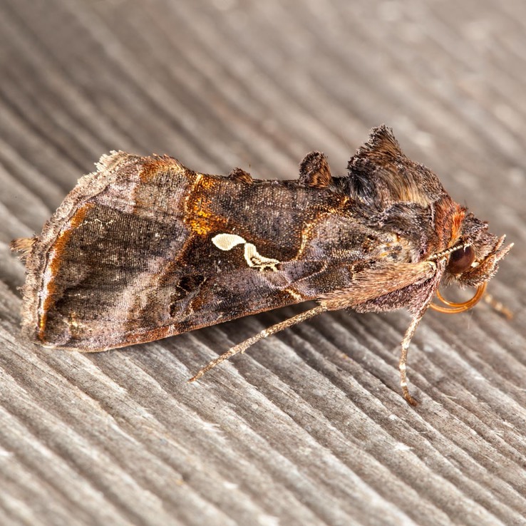 8908 Common Looper (Autographa precationis)