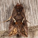 8908 Common Looper (Autographa precationis)