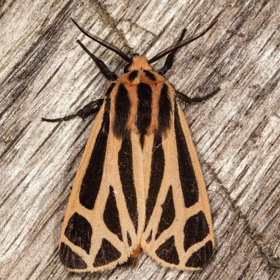 8169 Harnessed Tiger Moth (Apantesis phalerata)