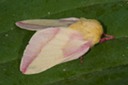 Dryocampa rubicunda - Rosy Maple Moth - Hodges #7715