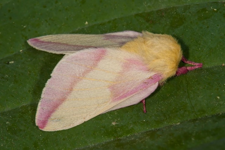 Dryocampa rubicunda - Rosy Maple Moth - Hodges #7715