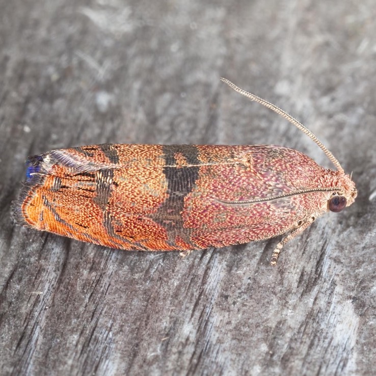 3494 Filbertworm Moth (Cydia latiferreana)