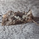 8942 Salt-and-Pepper Looper (Syngrapha rectangula)