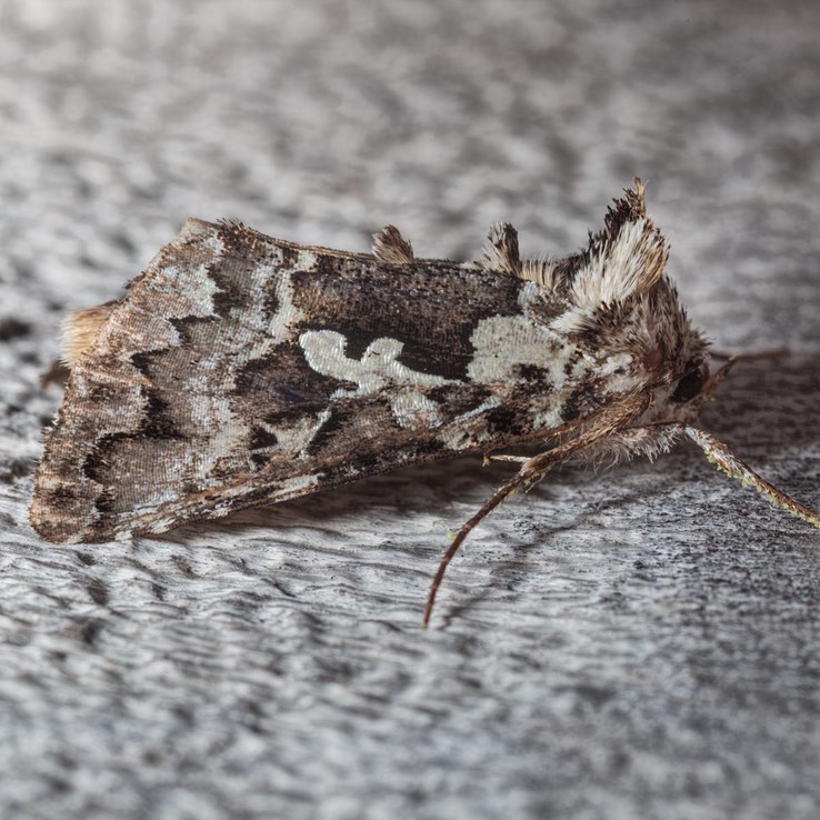 8942 Salt-and-Pepper Looper (Syngrapha rectangula)